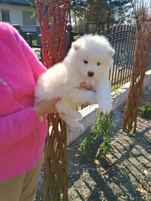 Samoyed przepiękny piesek