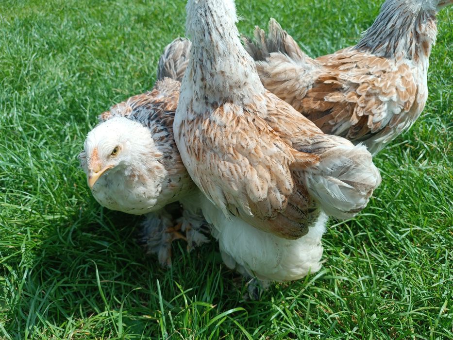 Брама Лосось гарнюні