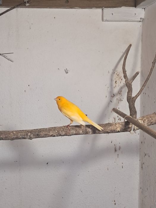 Vendo Canários M/F