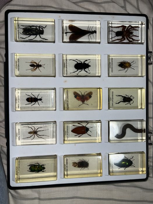 Coleção Bichos Natural History Museum