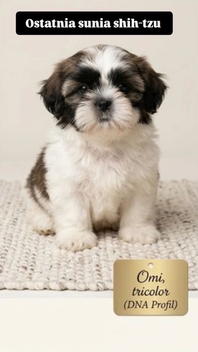 Luksusowe shih-tzu suczka OMI