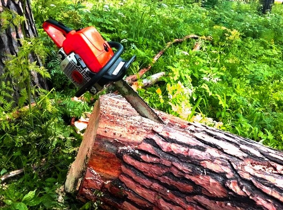 Зпил дерев на дрова