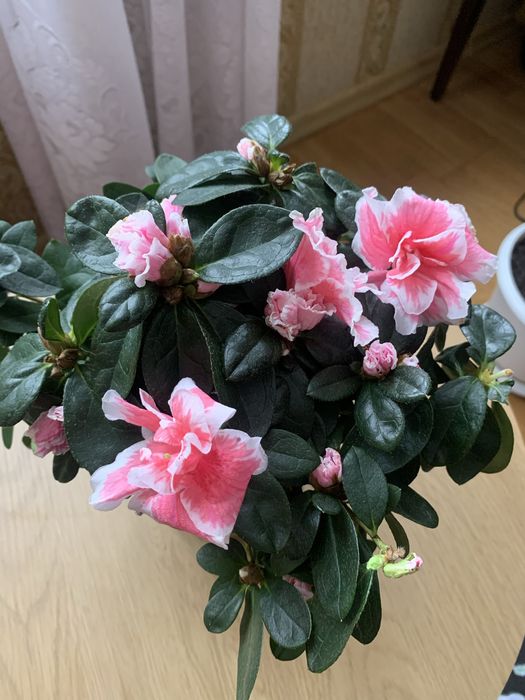 Азалія рожево- біла