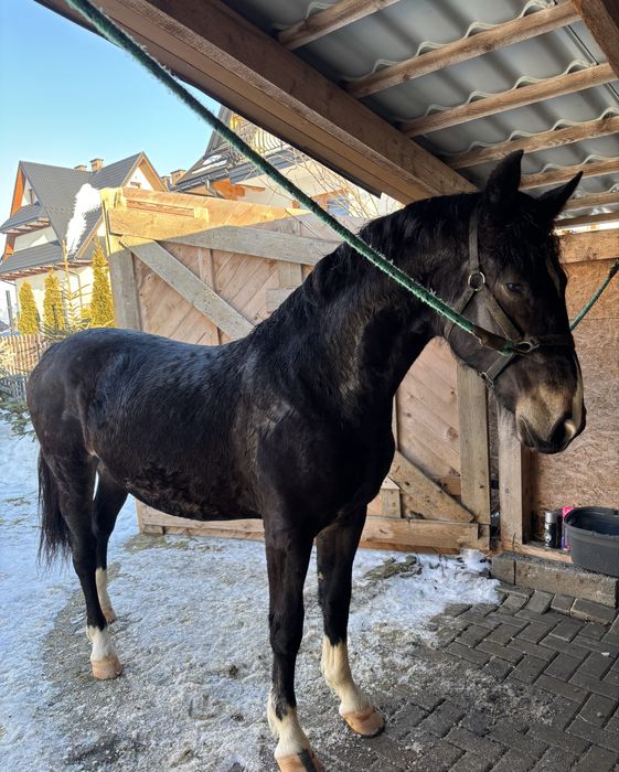 Ogierek na sprzedaż