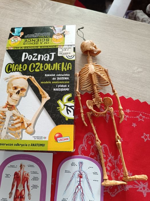 Puzzle szkielet człowieka 7-12 lat