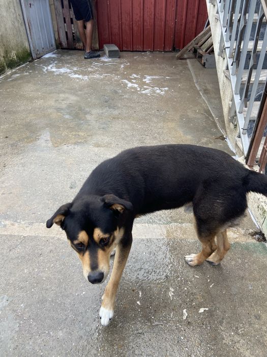 Tenho este cao para odoçao