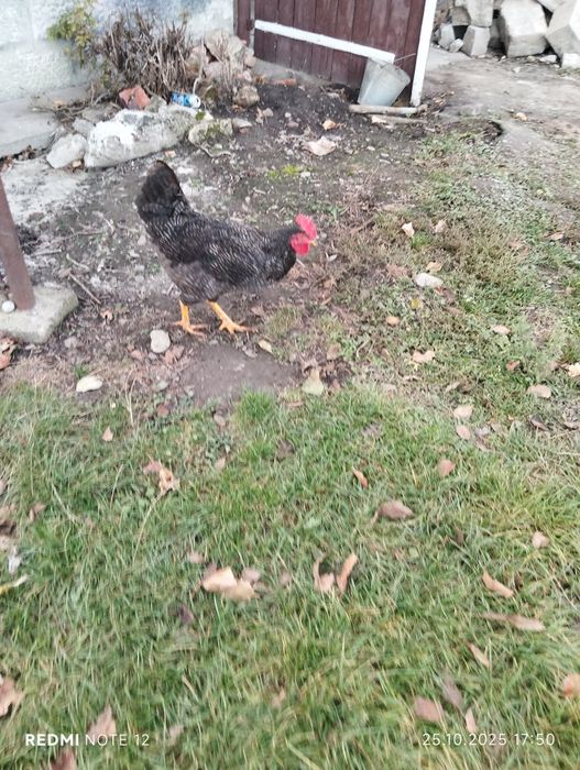 Продам півні породи Домінант