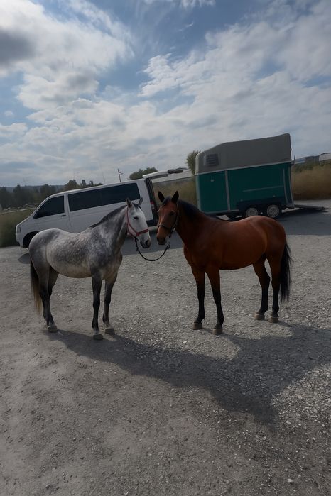 Перевозка животных,скотовоз ,батманка