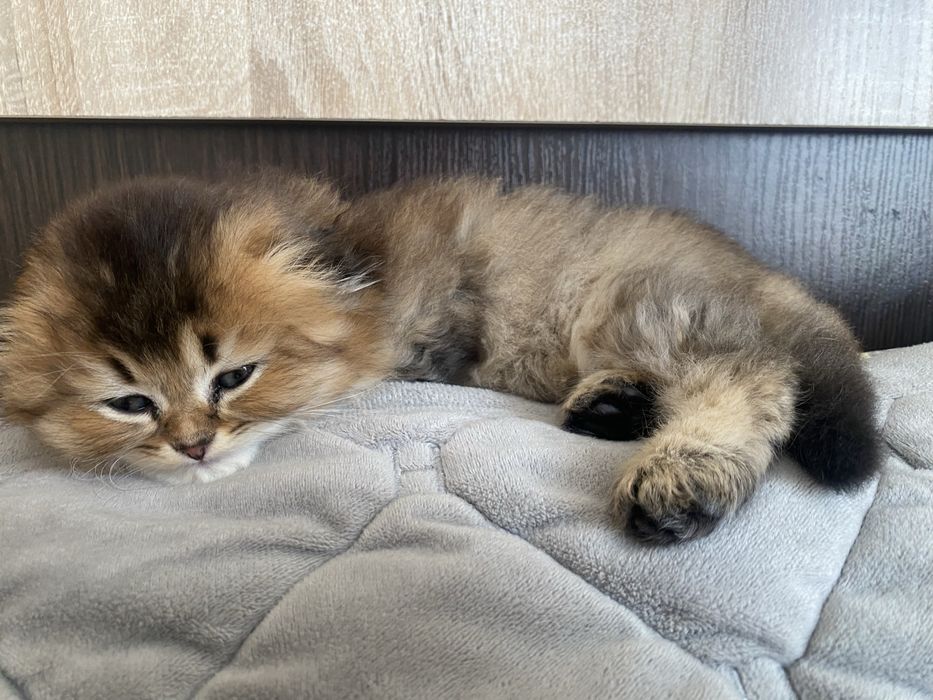 Шотландські кошенята ТЕРМІНОВО золота шиншила