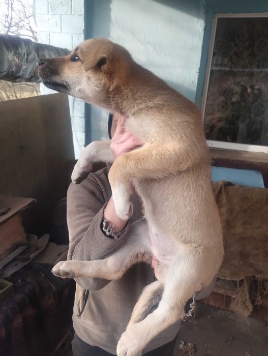 Подарую цуценят метіси Німецької вівчарки