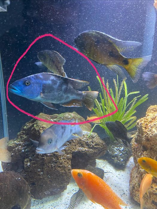Pyszczak 18cm dorosły dimidiochromis