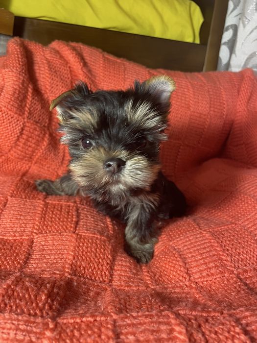 Маленькі супер йорки