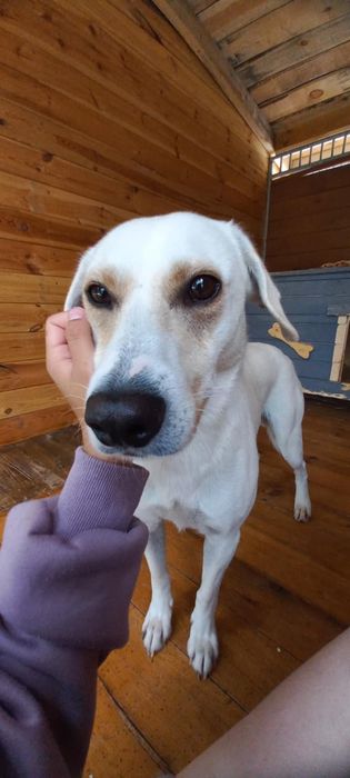 Mini labrador Piorun do adopcji