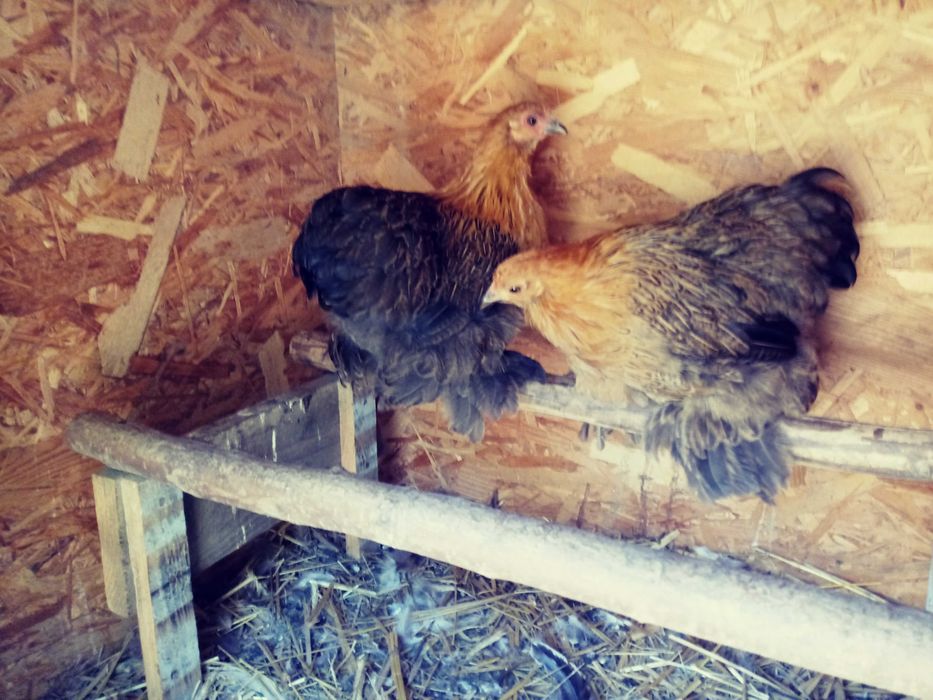 kochin miniaturowy karzełek kury 2025