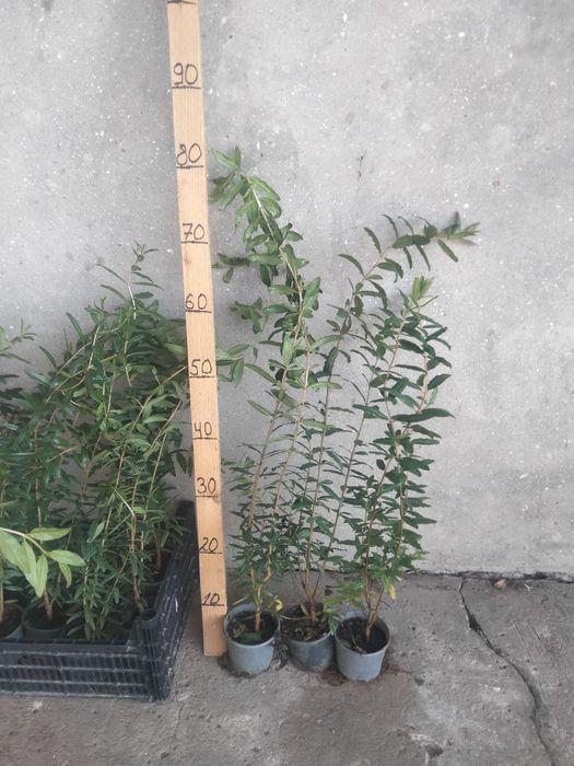 ГРАНАТ САЖЕНЦЫ ПРОДАМ.гюлоша розовая . крымский полосатый.хурма,