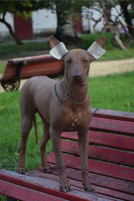 Lyborius Legacy - Cão Sem Pelo do Mexico