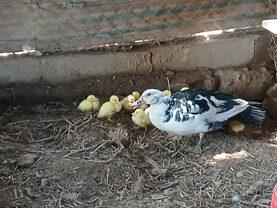 Vendo patos mudos bebés