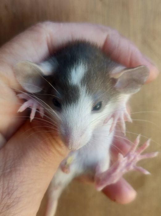 Крысята Дамбо и стандарт