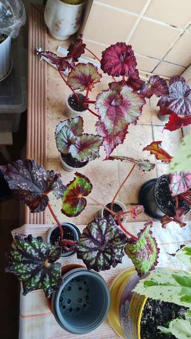 Листики и кустики! Сортовые Королевские Бегонии