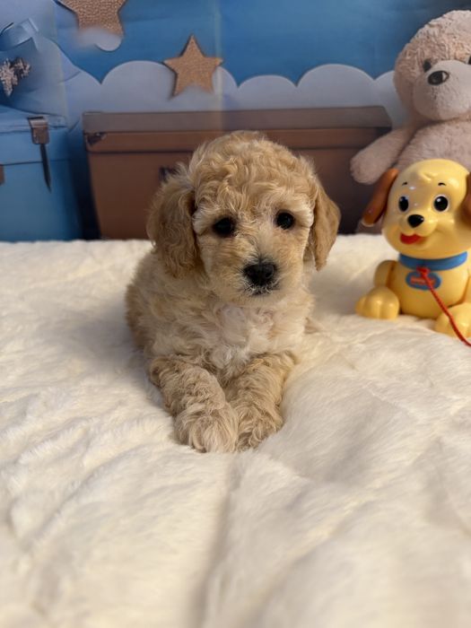 Bichpoo-poochon maltipoo