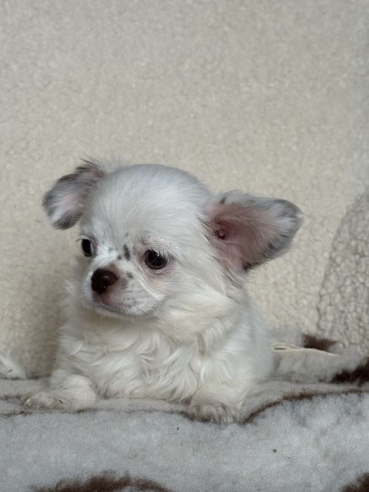 Цуценя чихуахуа, хлопчик