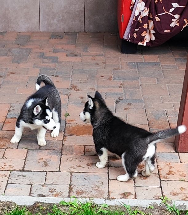 Хлопчик та дівчинка - продам.