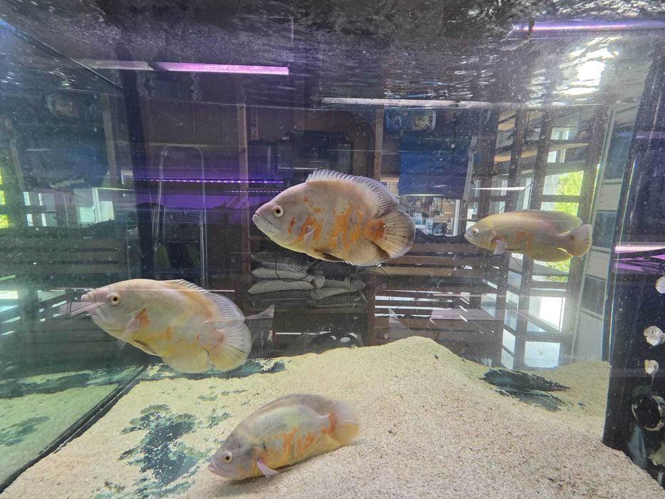 Oscar tigre albino 18-25cm