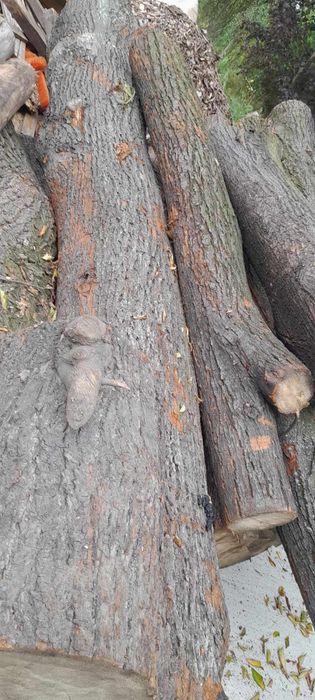 Sprzedam 3 kłody lipy