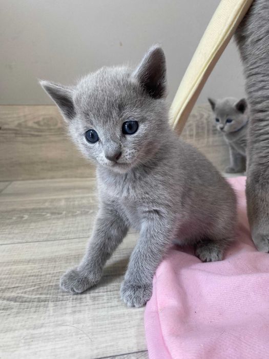 Kotka Rosyjska Niebieska FPL