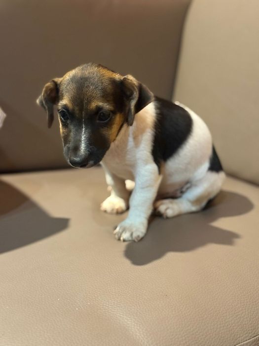 Jack russell terrier macho