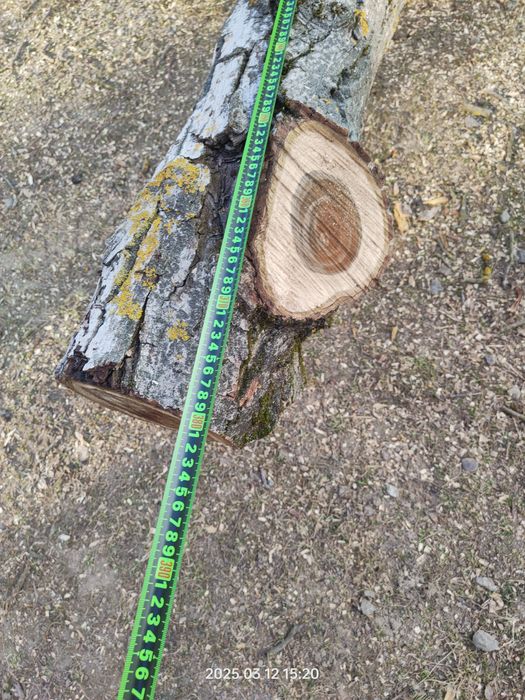 Orzech świeżo ścięty