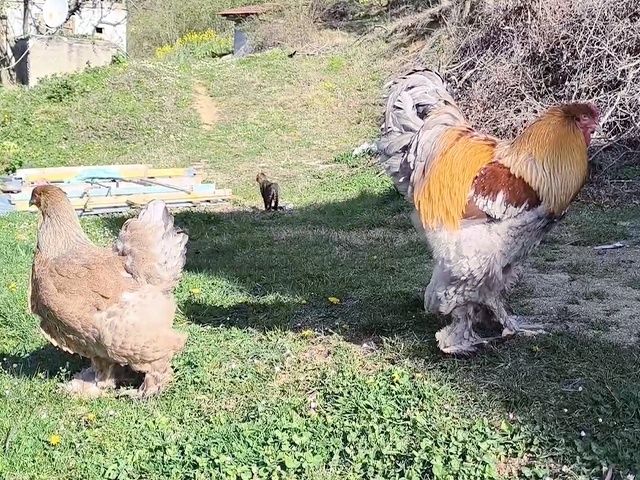 Яйце для інкубації, курчата, Брама блакитне золото, срібло.