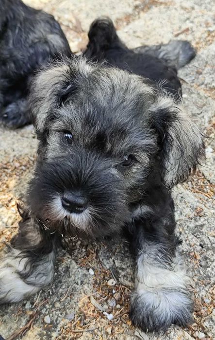 Cachorro macho schnauzer miniatura - LOP