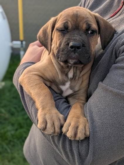 Szczeniak Cane Corso italiano