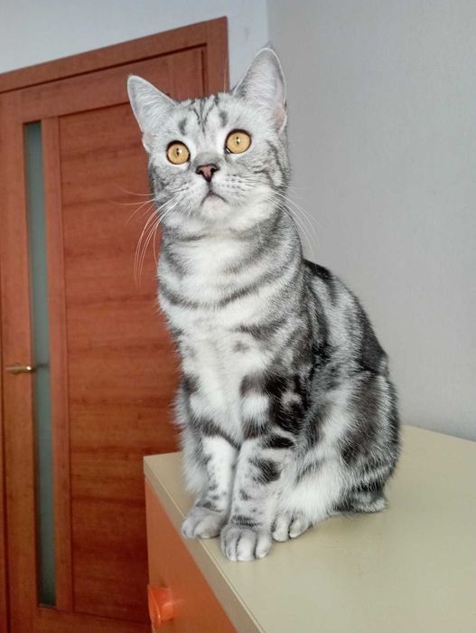 Шотланський кіт прямовухий документами клуба родовід карткаWCF