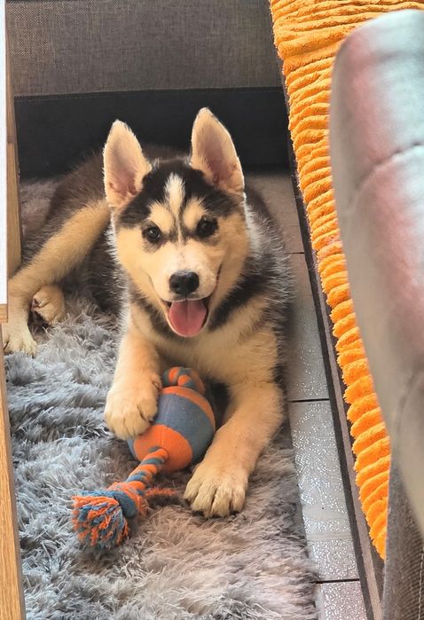 Siberian Husky wspaniałe maluchy!
