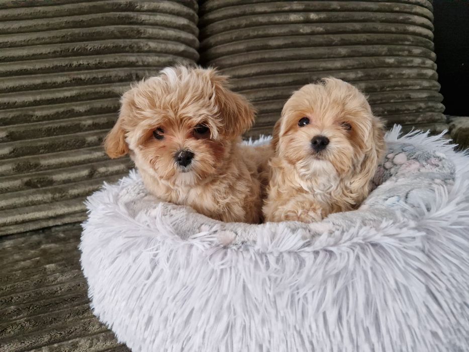 Maltipoo f1 xxs  mini SUNIA