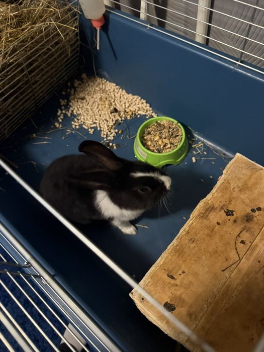 Декоративні кролики