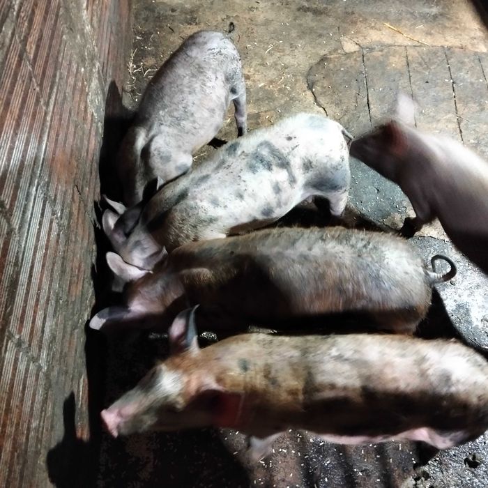 Leitões 30 kg pietran x duroc