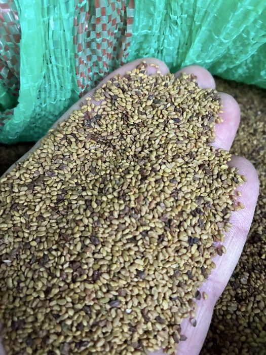 Lucerna nasiona  lucerny do siewu