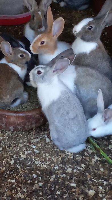 Coelhos reprodutores ou para consumo
