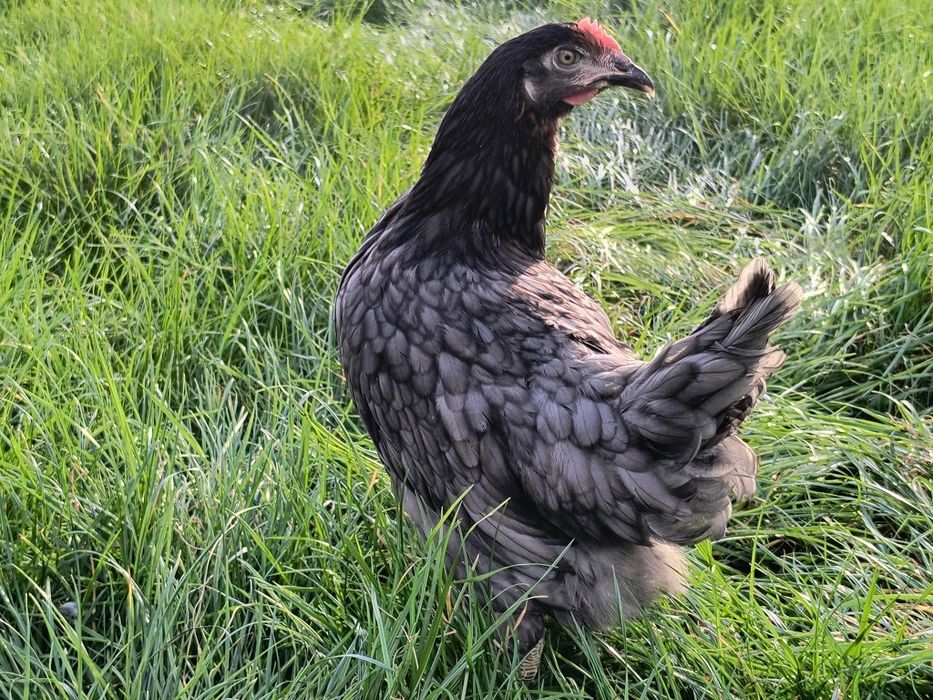 Kury nioski młode kokoszki Rossa dominant leghorn zielononóżki