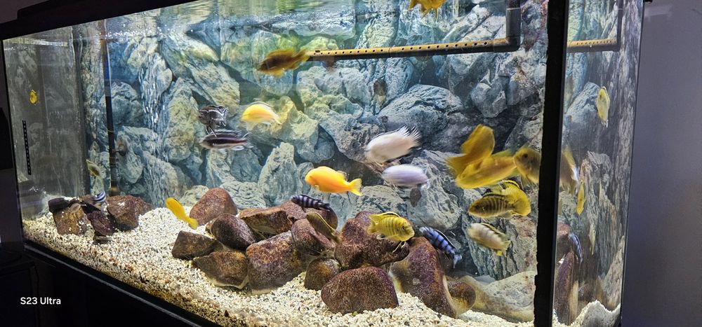 Akwarium 250l z pyszczakami