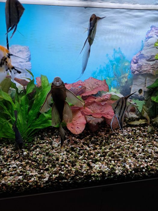 Skalary11 szt.duze i zdrowe.