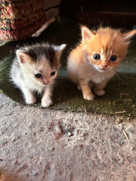 Віддам котиків в добрі руки