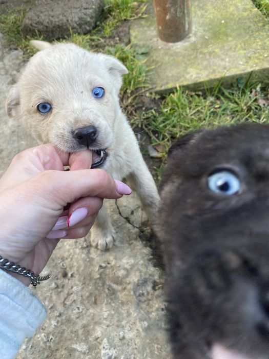 Віддам в добрі руки