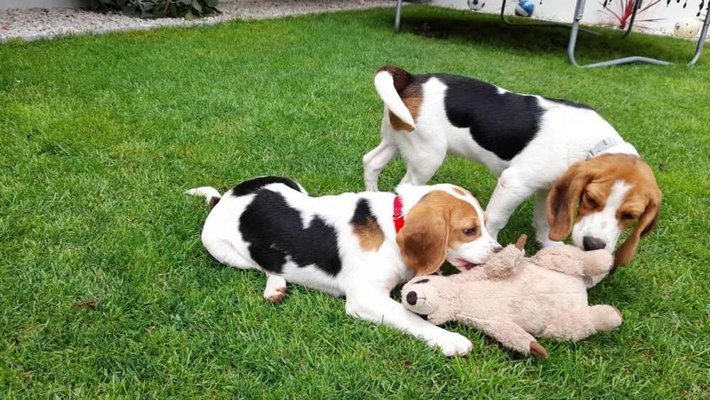 Beagle  tricolor macho
