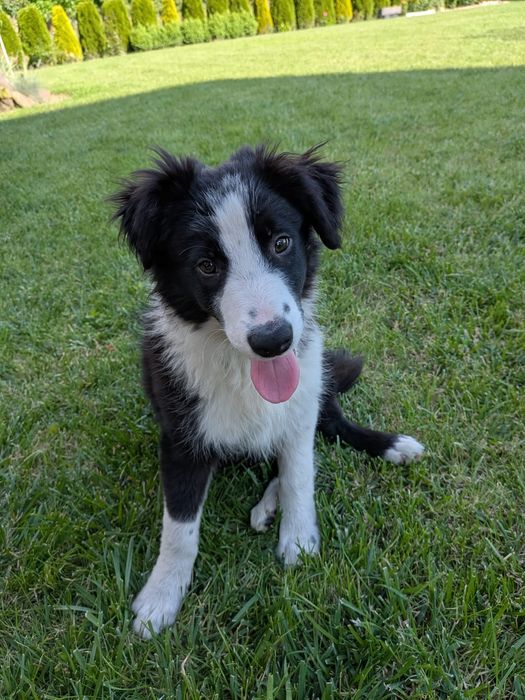 Piesek Border Collie