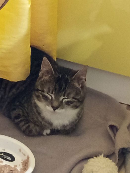 Mała kotka szuka domu niewychodzącego