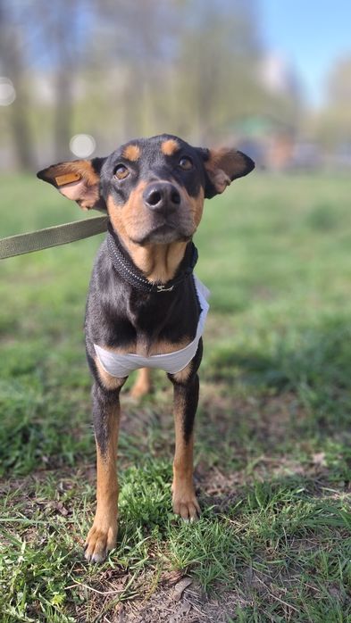 Собачки, собаки у хороші руки!